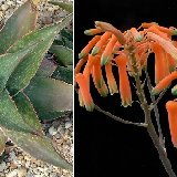 Aloe striata hybr. (available 10.5cm and 12cm Ø)